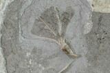 Four Fossil Crinoids (Eretmocrinus & Dichocrinus) - Gilmore City, Iowa #157206-3